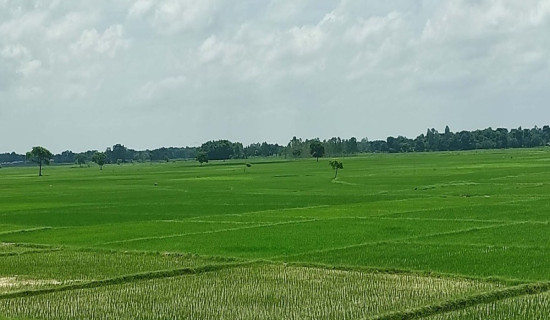 धानबाली